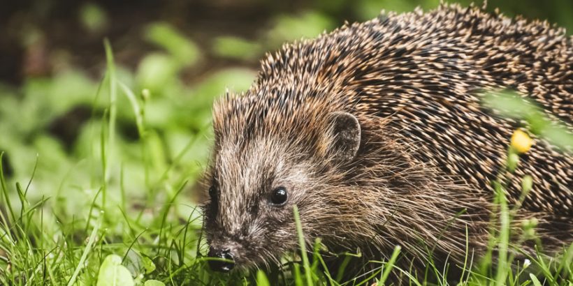 Igel-retten-und-aufpäppeln