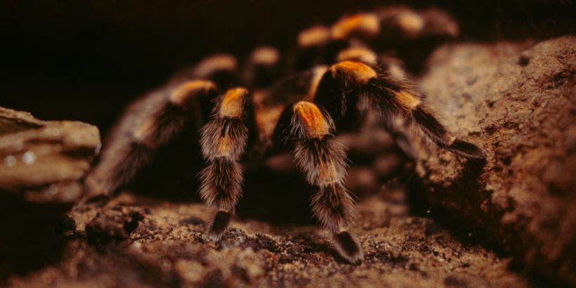 Vogelspinne-Gruppenhaltung