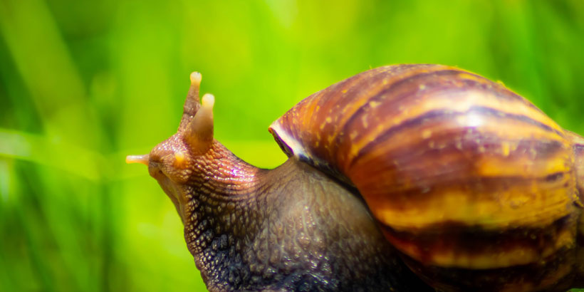 Achatschnecke-Leitfaden