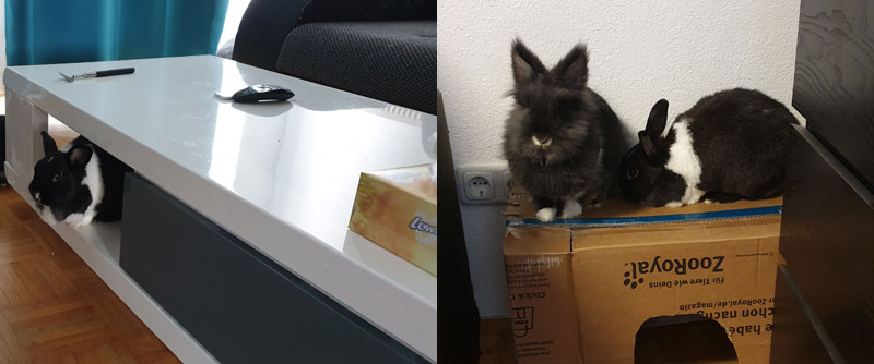 Kaninchen-am-Klettern