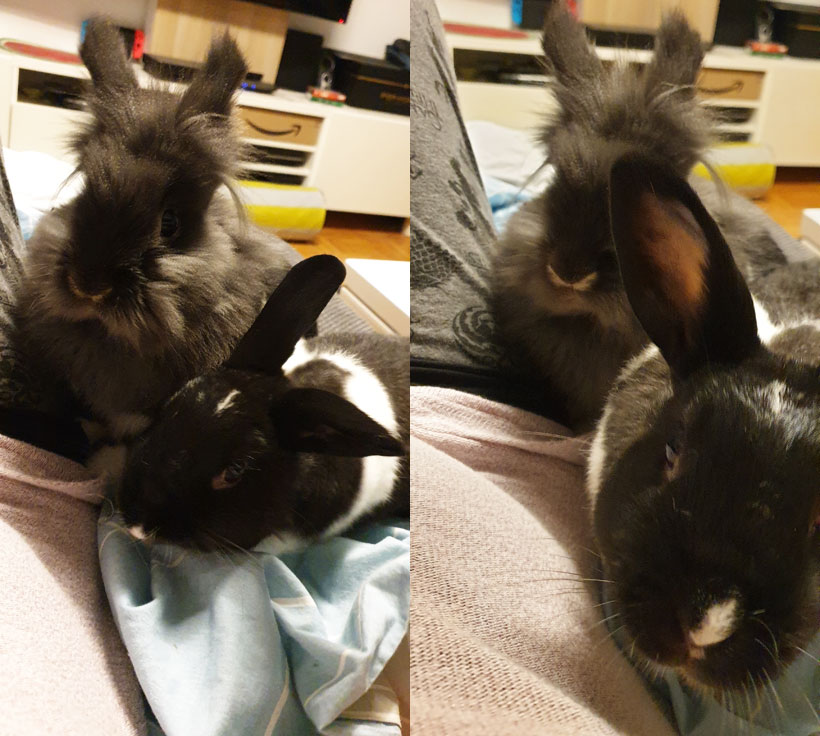 Kaninchen-erziehen-2