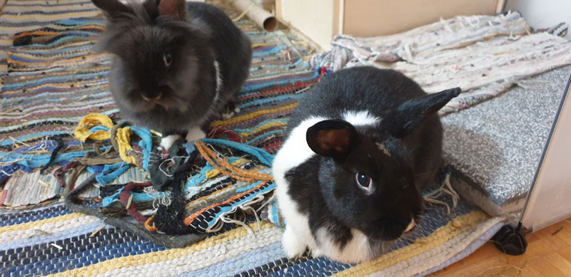 Kaninchen-erziehen-3