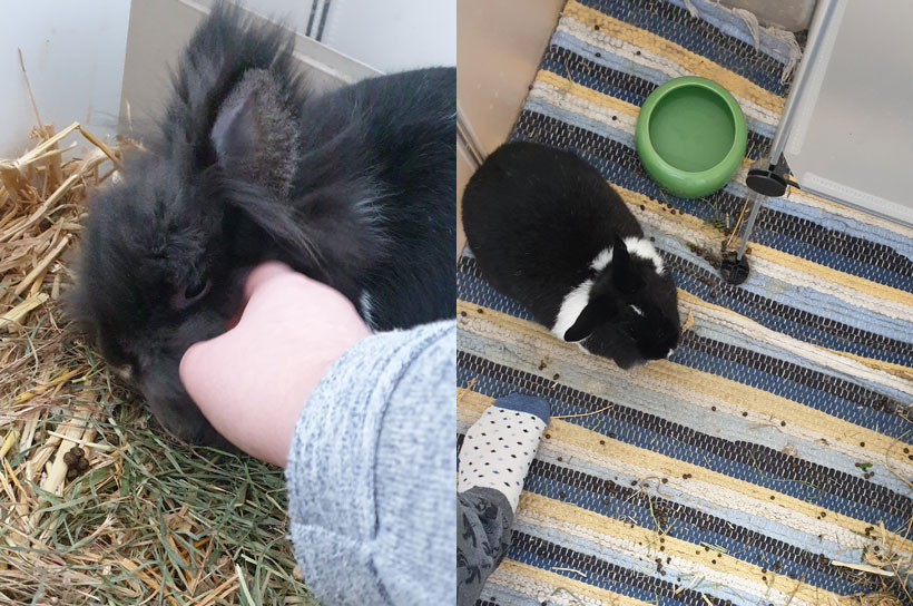 Kaninchen-erziehen-4