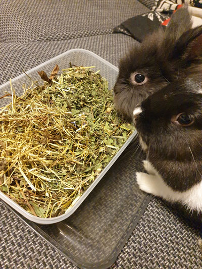 Umgewöhnung-auf-Kräuter-und-Blüten
