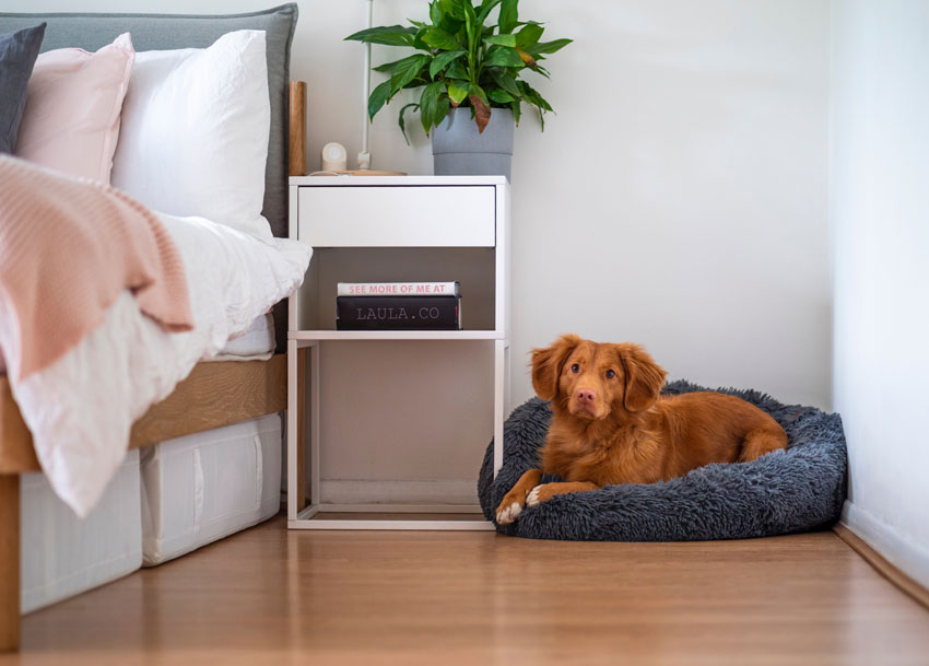 Hundebett-Ratgeber