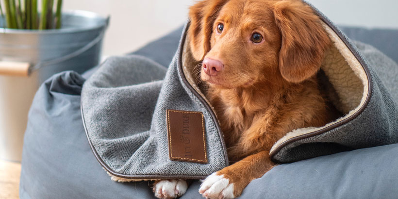 Hundebett-aus-Kunstleder-kaufen