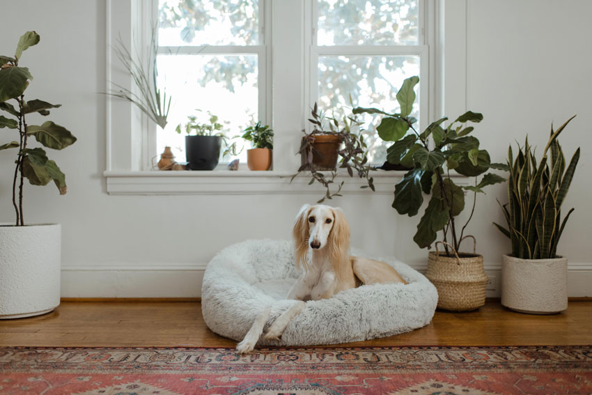 Hundebett-kaufen