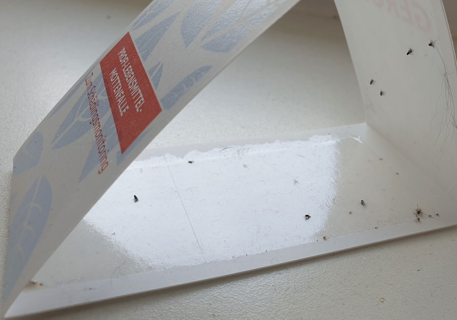 Mottenfalle-mit-kleinen-schwarzen-Fliegen