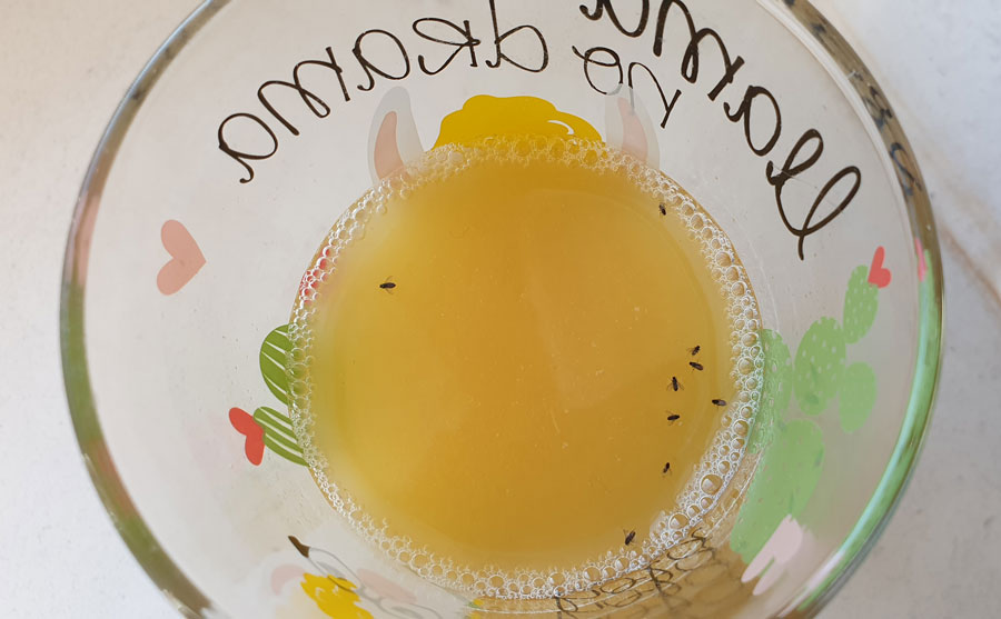 kleine-schwarze-Fliegen-fangen