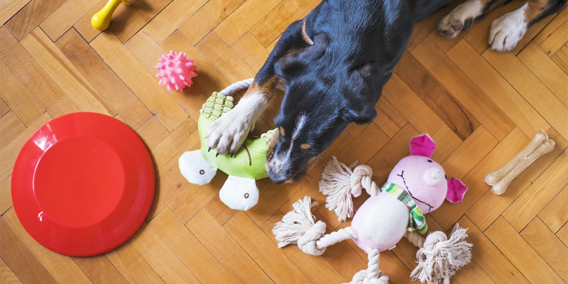 Hund-Beschäftigungsspielzeug