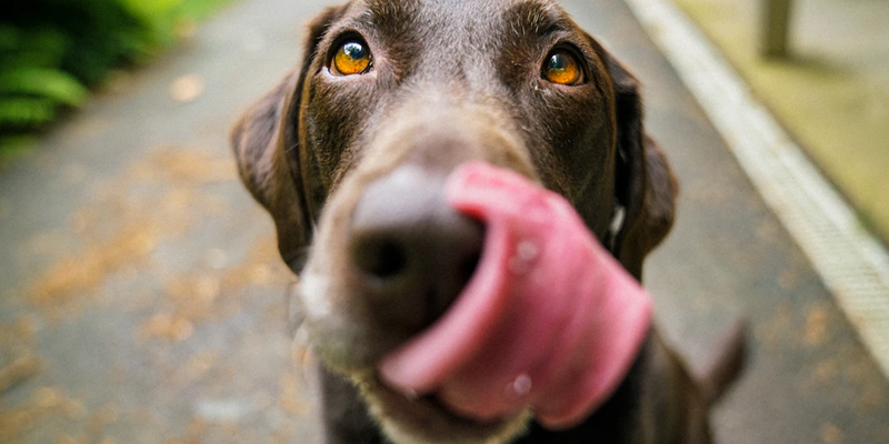 Hundemahlzeit