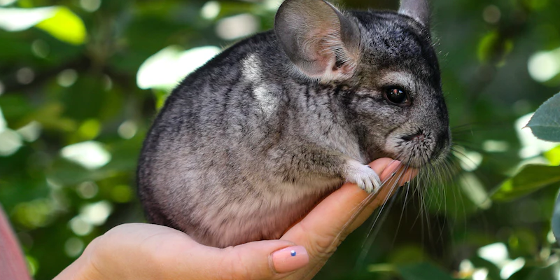 Chinchilla-sauber-halten