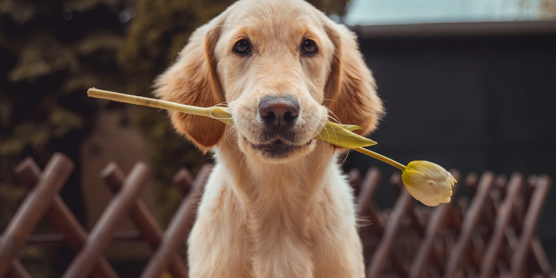 Welcher-Hund-passt-zu-mir