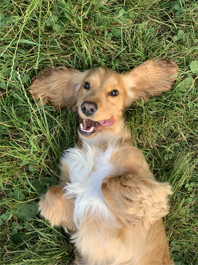 süßer-Hund-1