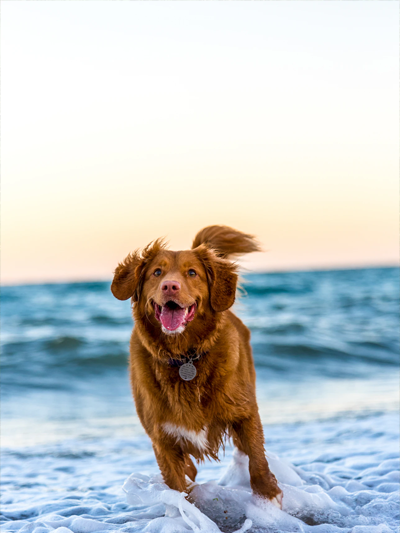 süßer-Hund-2