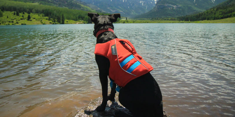 Hunde-Schwimmwesten