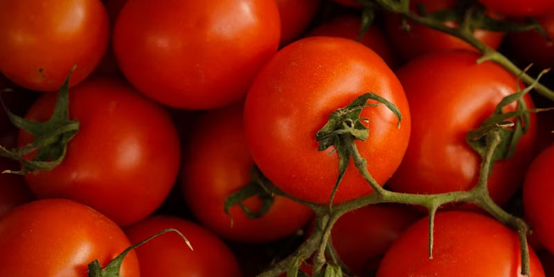 dürfen-Hunde-Tomaten-essen